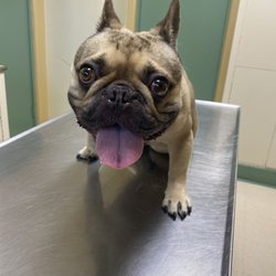 Dill Veterinary Hospital & Reproductive Services - Ramsey happily waiting for Dr.Johnson!
