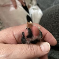 Lucy's Doggy Daycare and Spa - Swollen pad bleeding jagged and chipped nail job Lucy's did