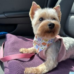 Wags To Riches
