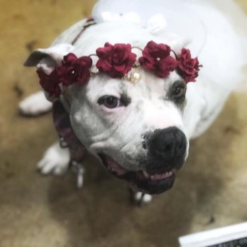Learning Pawsibilities - Pet Training Near Me - Phoenix, Arizona Learning Pawsibilities - Pet Training Near Me - Phoenix, Arizona