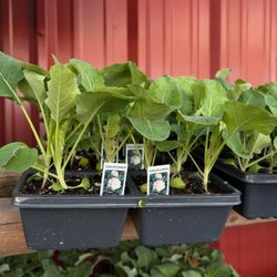 Chambers Farm and Garden Supply