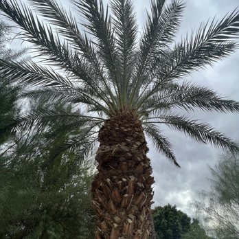 Shields Date Garden - Email Date tree - Fruits & Veggies Near Me - Indio, California Shields Date Garden - Email Date tree - Fruits & Veggies Near Me - Indio, California