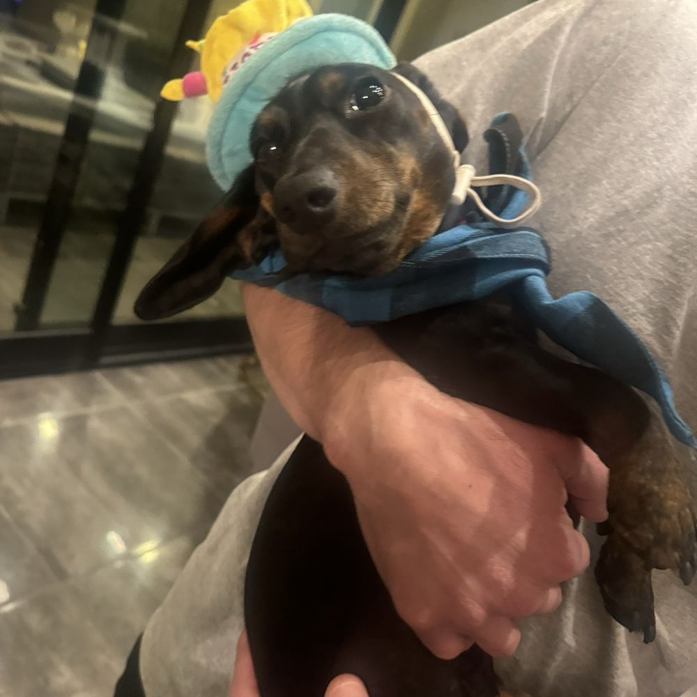 Three Dog Bakery - This is the birthday boy! - Pet Stores Near Me - Las Vegas, Nevada Three Dog Bakery - This is the birthday boy! - Pet Stores Near Me - Las Vegas, Nevada