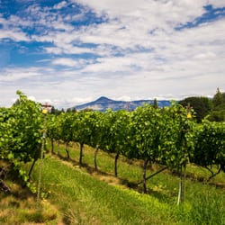 Aurora Vines