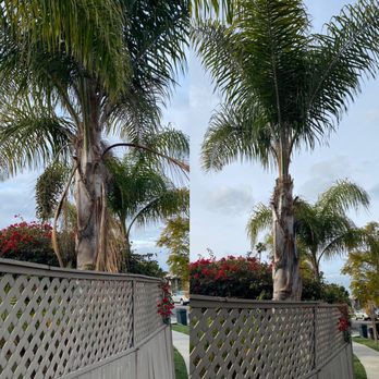 The Tree Bros - Before and after - Tree Services Near Me The Tree Bros - Before and after - Tree Services Near Me