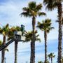 Photo of Arborist Crew Services