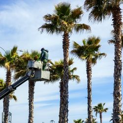 Arborist Crew Services