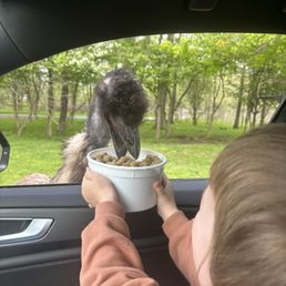 Emu eating food Emu eating food