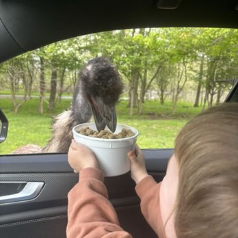 Keystone Safari - Emu eating food - Zoos Near Me - Grove City, Pennsylvania Keystone Safari - Emu eating food - Zoos Near Me - Grove City, Pennsylvania