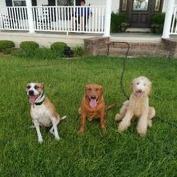 Southern Pine Kennels - Chloe, Jase and Collins, Chloe was dog aggressive before training, Collins needed socialization. Jase is trained hunting retriever. - Pet Training Near Me - Blackshear, Georgia Southern Pine Kennels - Chloe, Jase and Collins, Chloe was dog aggressive before training, Collins needed socialization. Jase is trained hunting retriever. - Pet Training Near Me - Blackshear, Georgia