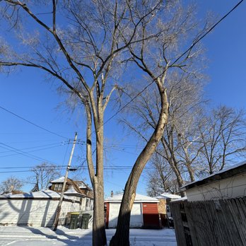 Uprooted Tree Service - Tree Services Near Me Uprooted Tree Service - Tree Services Near Me