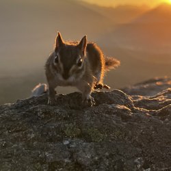 Rattlesnake Ledge Trail - Lil chipmunk (who was not shy at all)