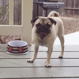 Healthy Happy Pug, thank you Edna Valley ! Healthy Happy Pug, thank you Edna Valley !