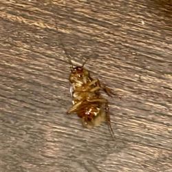 Billito's Italian Restaurant - Cockroach