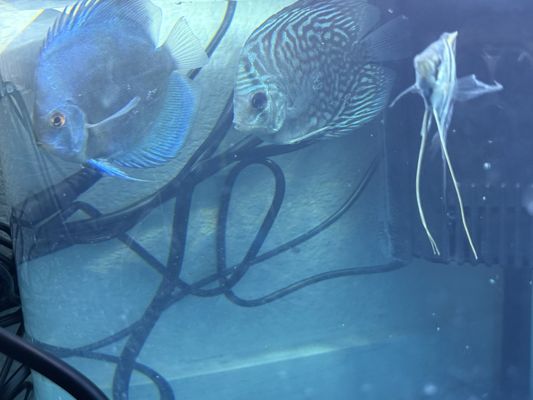 The Fin Shop by null