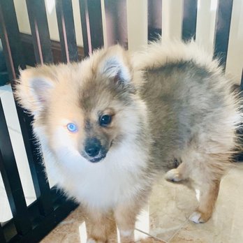 selmers petland puppies