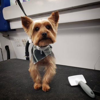 Doggy Zone Mobile Spa - Pet Groomers Near Me Doggy Zone Mobile Spa - Pet Groomers Near Me
