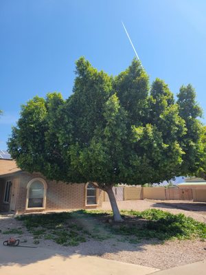 Az Lawn Pro on Yelp