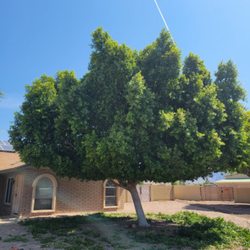 Az Lawn Pro