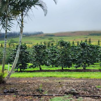 Ka'u Coffee Mill - Coffee trees - Coffee & Tea Near Me - Pahala, Hawaii