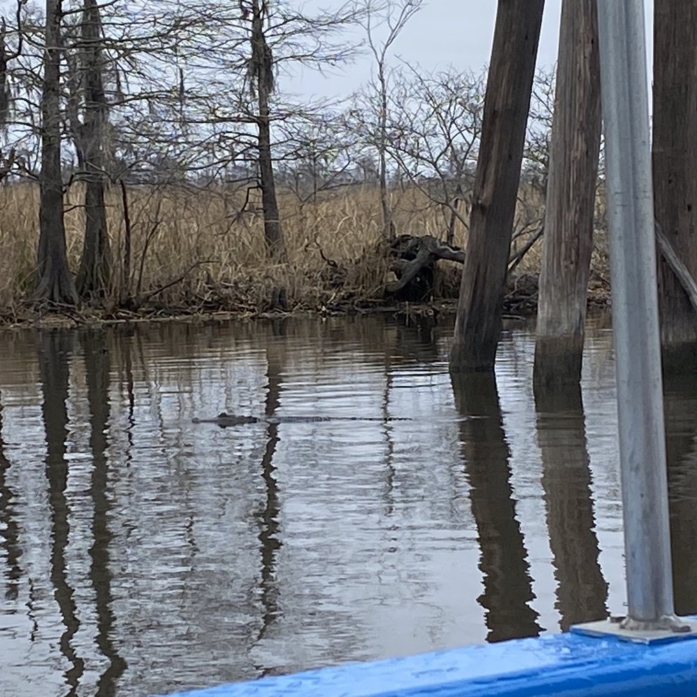 Gator swimming Gator swimming