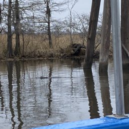 Gator swimming Gator swimming