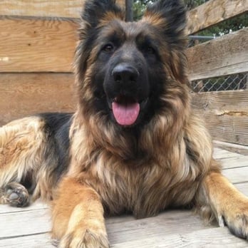 Shelleys German Shepherds - Pet Stores Near Me