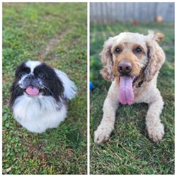 Dog Paws Boarding Resort - Happy smiles staying at this great place!