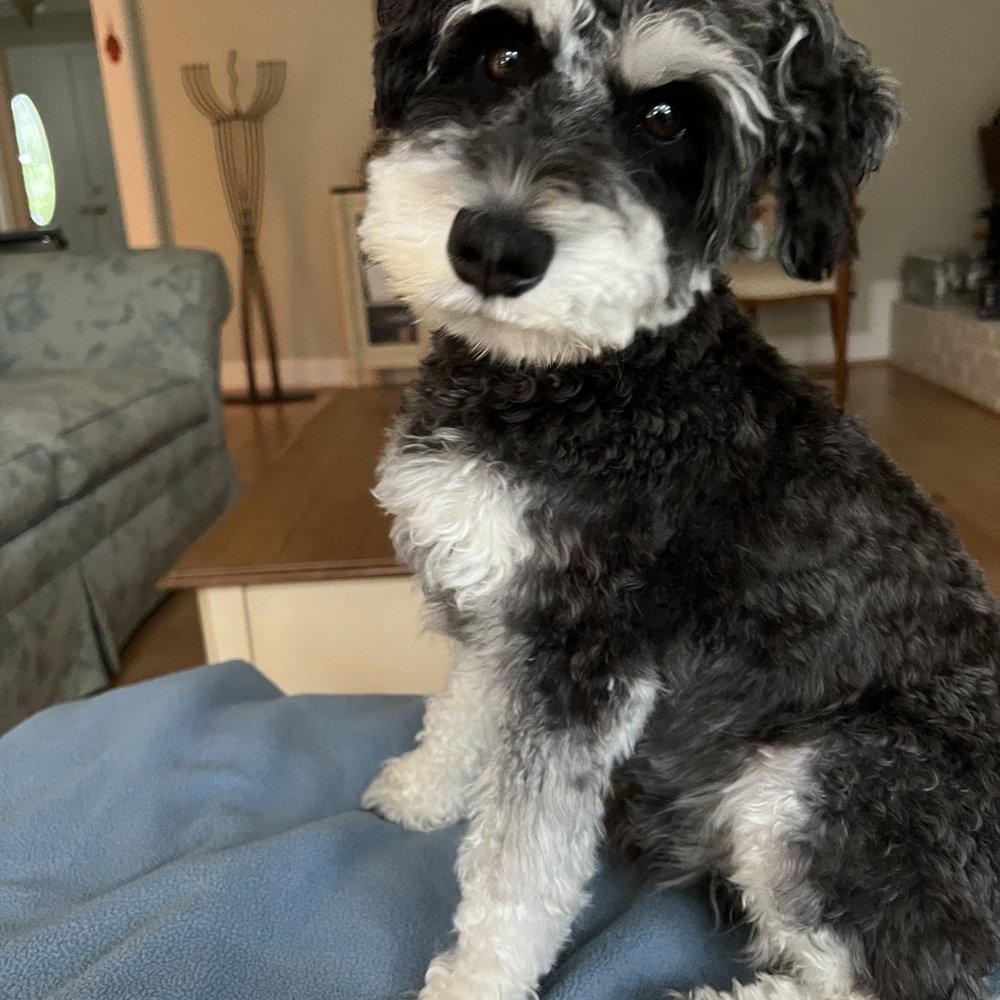 My miniature Schnauzer My miniature Schnauzer