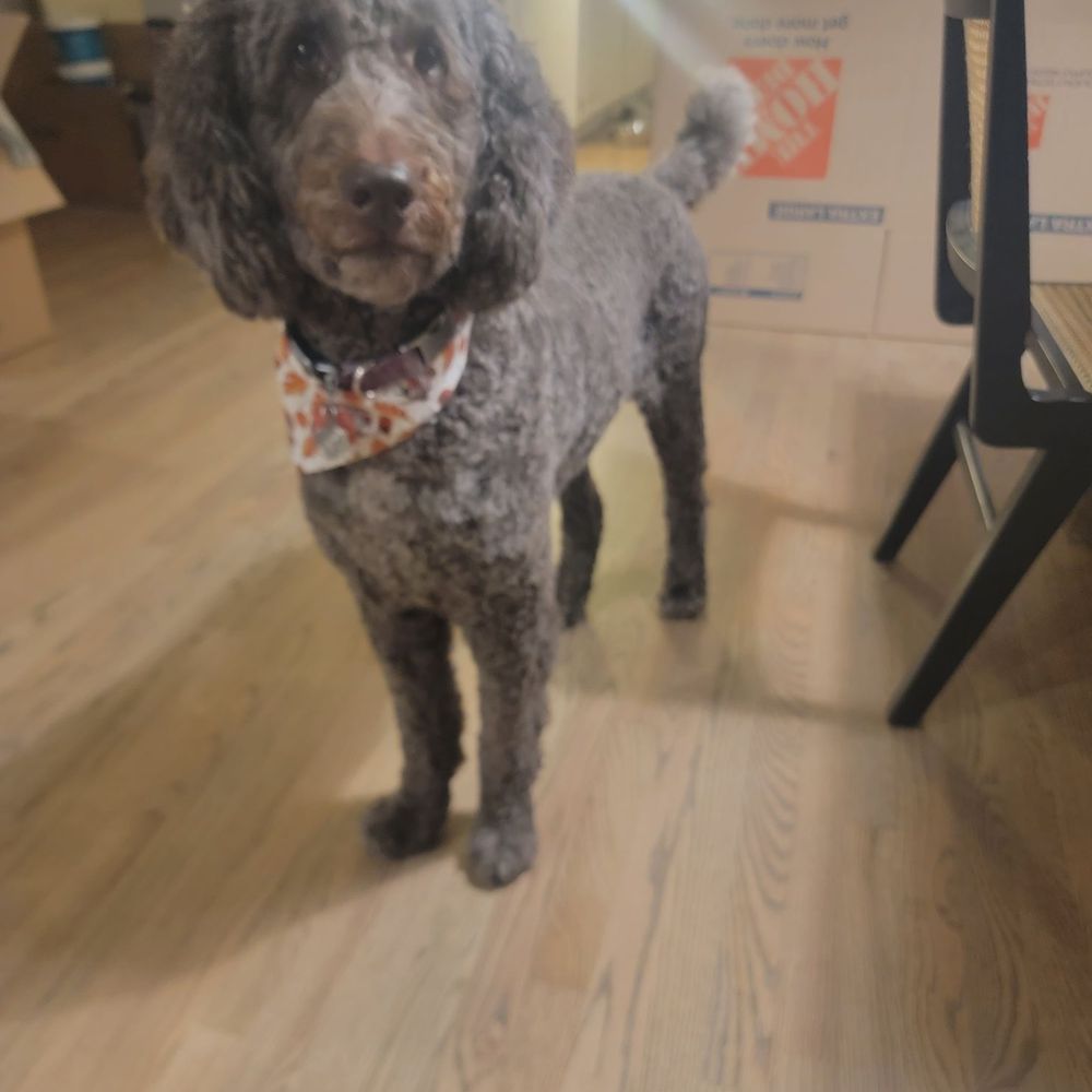 Petopia Grooming - Pet Groomers Near Me Petopia Grooming - Pet Groomers Near Me
