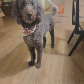 Petopia Grooming - Pet Groomers Near Me
