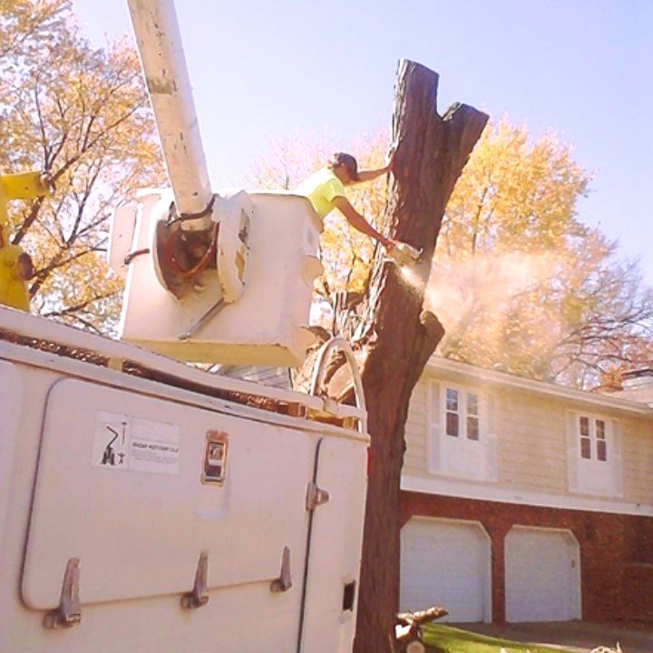 Buck's Tree Service - tree service in Hanna City, IL