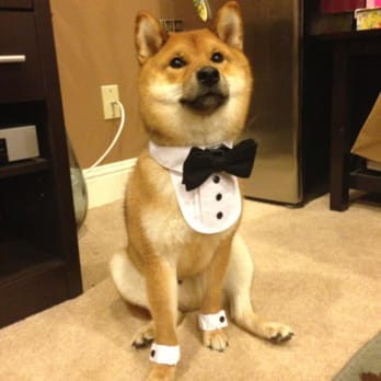 Busy Bodies Dog Walking - Our dog was our ringbearer for our wedding recently. His name is Katsu. - Dog Walkers Near Me
