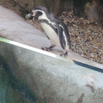 Columbus Zoo and Aquarium - Penguin - Zoos Near Me - Powell, Ohio Columbus Zoo and Aquarium - Penguin - Zoos Near Me - Powell, Ohio