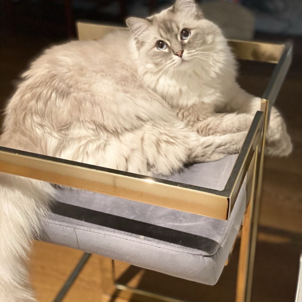 Broadway Ragdolls - Quinn - Pet Services Near Me Broadway Ragdolls - Quinn - Pet Services Near Me