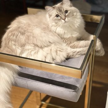 Broadway Ragdolls - Quinn - Pet Services Near Me Broadway Ragdolls - Quinn - Pet Services Near Me
