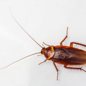 A Team Property Solutions - Pest Control Near Me A Team Property Solutions - Pest Control Near Me