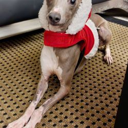 PetCare LB - Orpheus, my I.G.