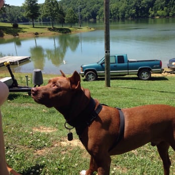 Swann's Marina - Picnicking with the dog at Swans Marina - Marinas Near Me - Dandridge, Tennessee Swann's Marina - Picnicking with the dog at Swans Marina - Marinas Near Me - Dandridge, Tennessee