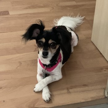 Dog Lovers Grooming - Cosette - Pet Groomers Near Me - El Paso, Texas