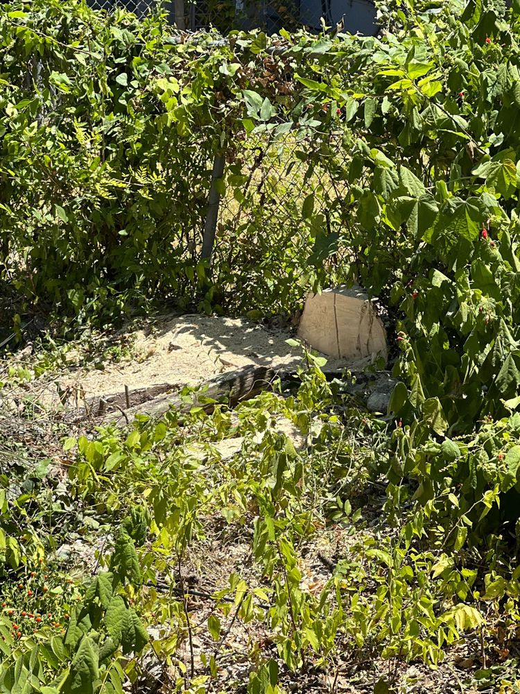 Power tree services - tree service in Austin, TX