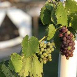 Slattery Vintage Estates - Glamping by a vineyard