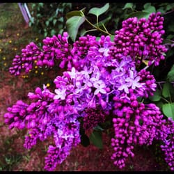 Kimball House B and B - Lilacs in bloom in the front.