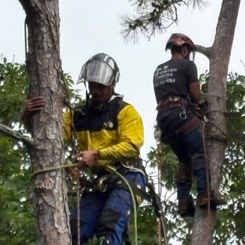 Wills Climb Services - Teaming up with Twisted Timbers Tree Care! - Tree Services Near Me Wills Climb Services - Teaming up with Twisted Timbers Tree Care! - Tree Services Near Me