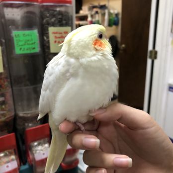Birds And Then Some - Pet Stores Near Me - Phoenix, Arizona