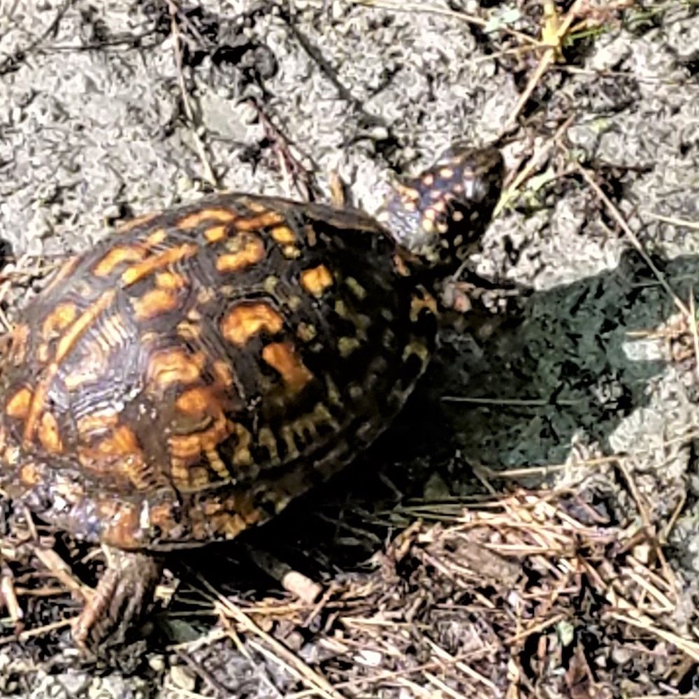 Morgan-Monroe State Forest - This little fellow was crossing the road.  (He made it!) - Hiking Near Me - Martinsville, Indiana