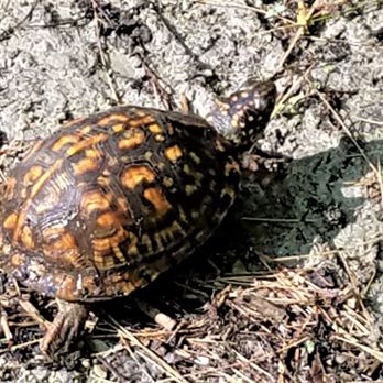 Morgan-Monroe State Forest - This little fellow was crossing the road. (He made it!) - Hiking Near Me - Martinsville, Indiana Morgan-Monroe State Forest - This little fellow was crossing the road. (He made it!) - Hiking Near Me - Martinsville, Indiana