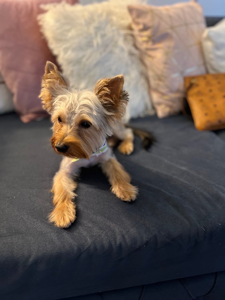 Pet Wize Image