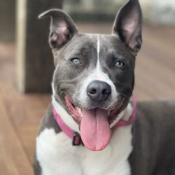 Lara's Canine Solutions