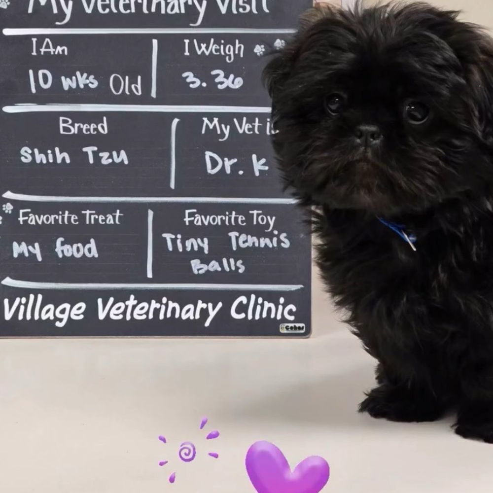 Village Veterinary Clinic - Picture staff took of my puppies first visit - Veterinarians Near Me - Auburn, Alabama Village Veterinary Clinic - Picture staff took of my puppies first visit - Veterinarians Near Me - Auburn, Alabama